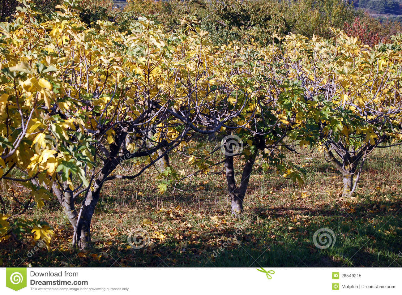 Fig Trees Royalty Free Stock Photo   Image  28549215