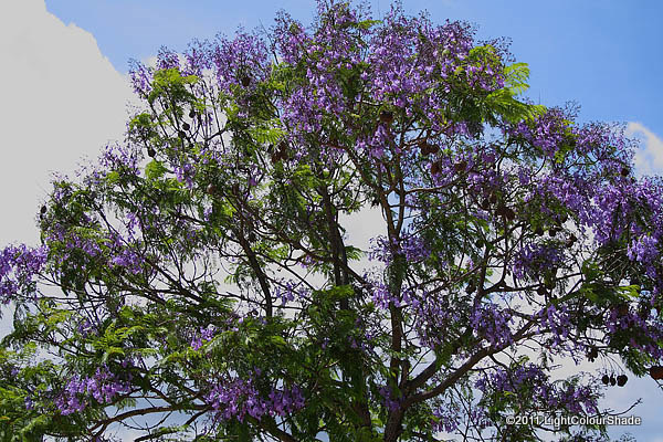 Flowering Jacaranda Tree Crown     2012 Lightcolourshade  All Rights    