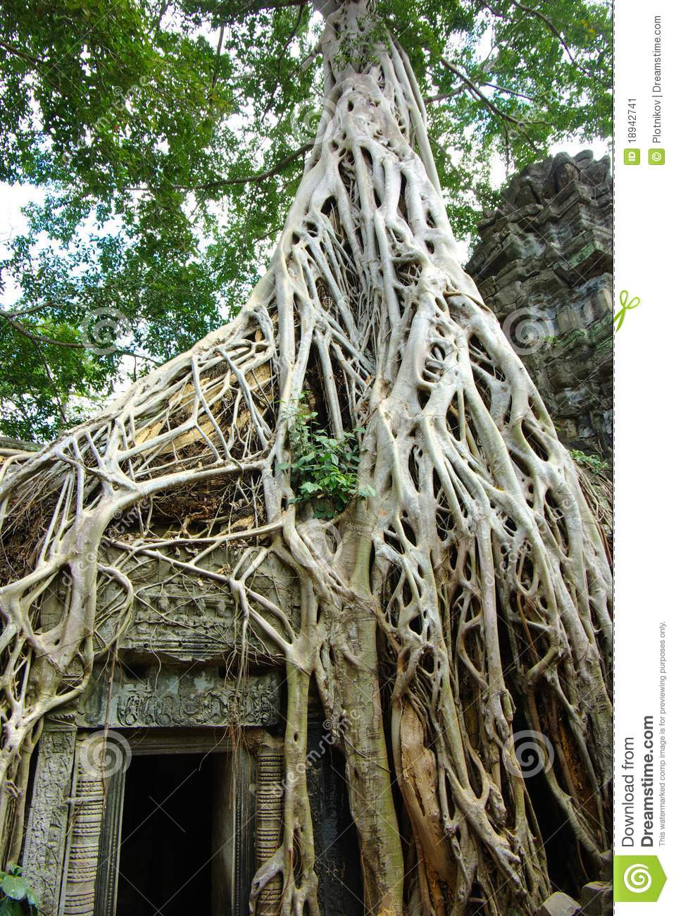 Huge Roots Of Tropical Tree On The Temple Near Angkor Wat In Siem Reap    