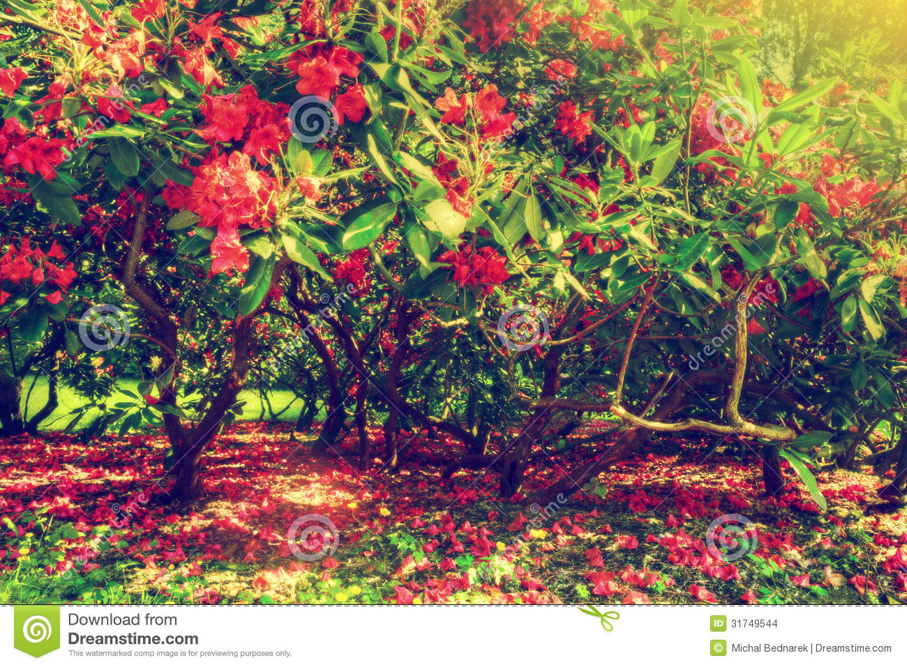 Magnolia Trees And Flowers In Park Sun Shining Stock Images   Image