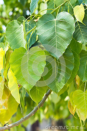 Of Sacred Fig Tree S Leaves Also Call Pipal Tree Bohhi Tree Bo Tree