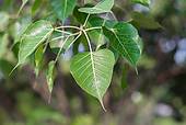 Peepal Leaf From The Bodhi Tree Sacred Tree For Hindus And Buddhist