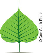 Pho Leaf   Bodhi Sacred Fig Leaf Vector Illustration