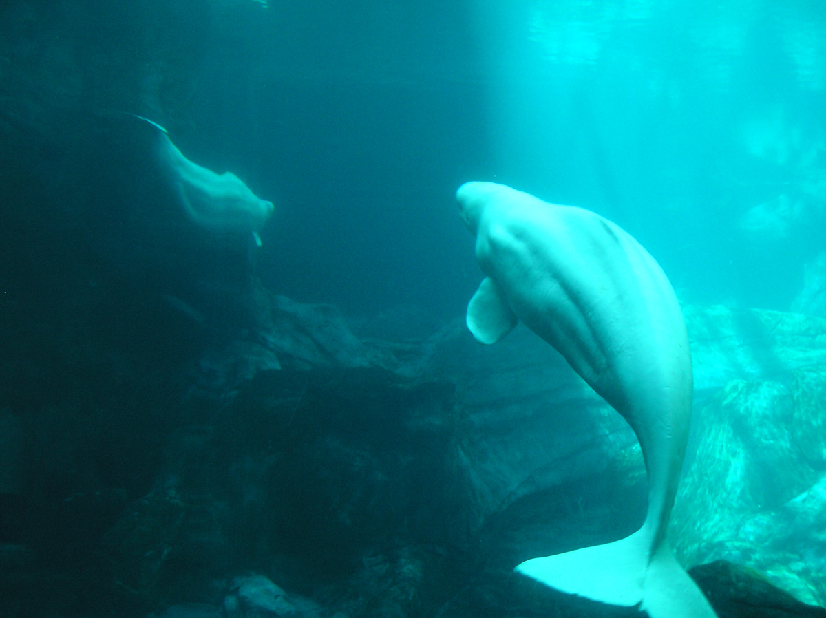 Pictures Of Belugas