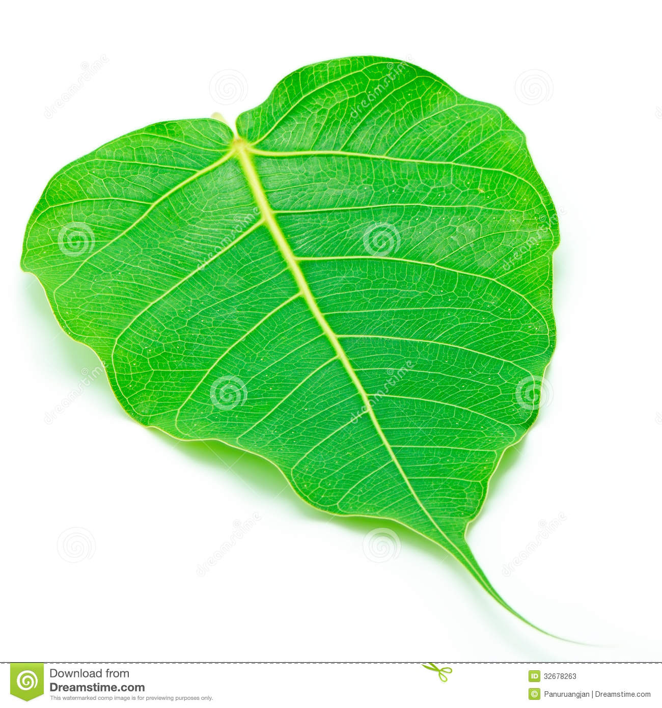 Sacred Fig Leaf Isolated On A White Background