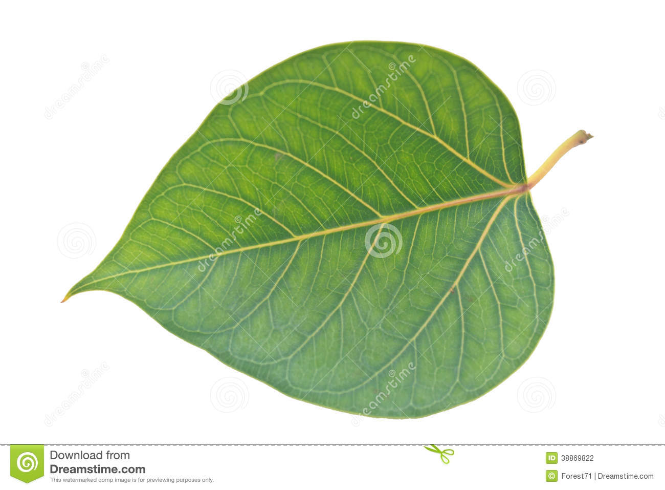 Sacred Fig Leaf Isolated On A White Background 