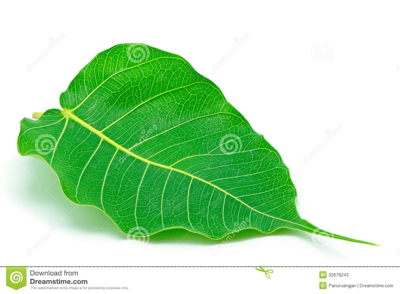 Sacred Fig Leaf Isolated On A White Background