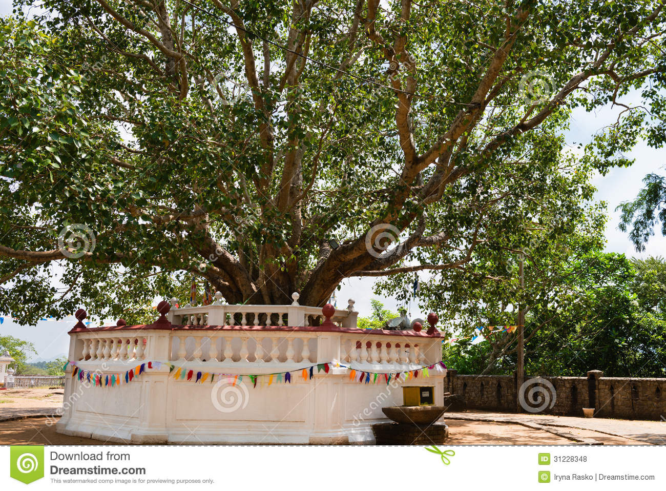 Sacred Fig Tree In A Buddhist Temple Royalty Free Stock Photos   Image