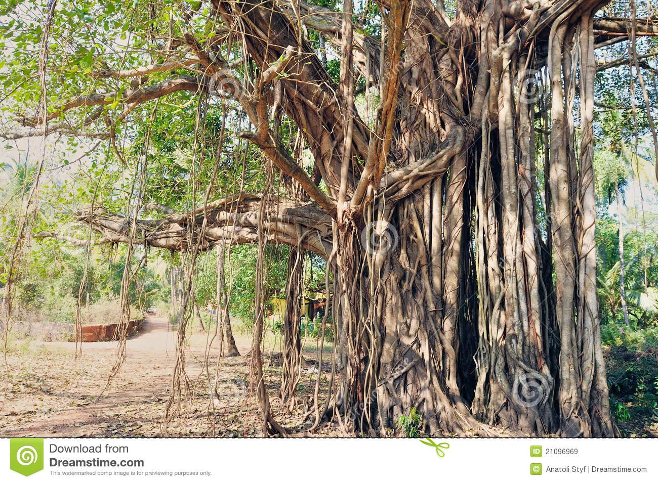 Sacred Tree Royalty Free Stock Images   Image  21096969