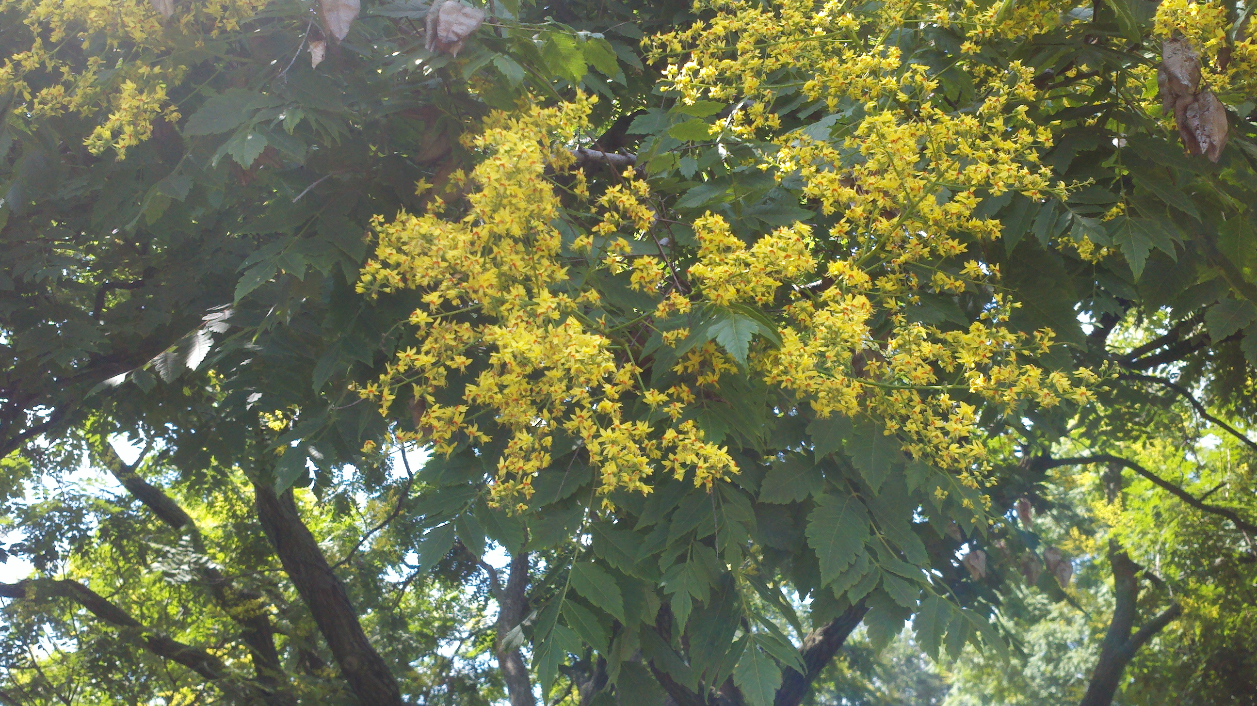 Summer Flower  Summer Flowering Trees