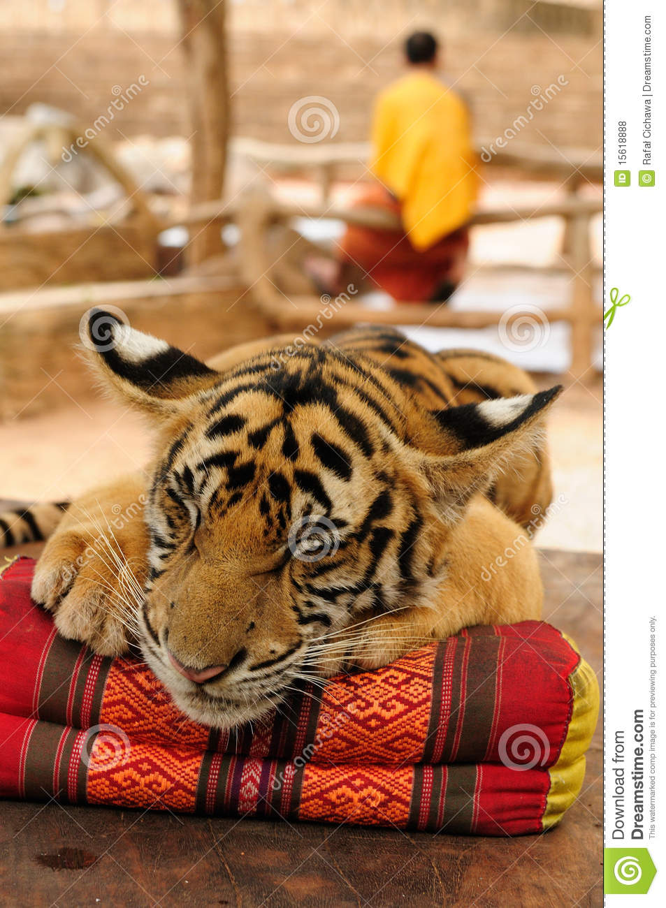 Tiger At The Buddhist Tiger Temple Near Kanchanaburi Thailand