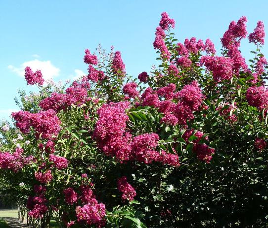 Tonto Crape Myrtle Is An Introduction From The National Arboretum That