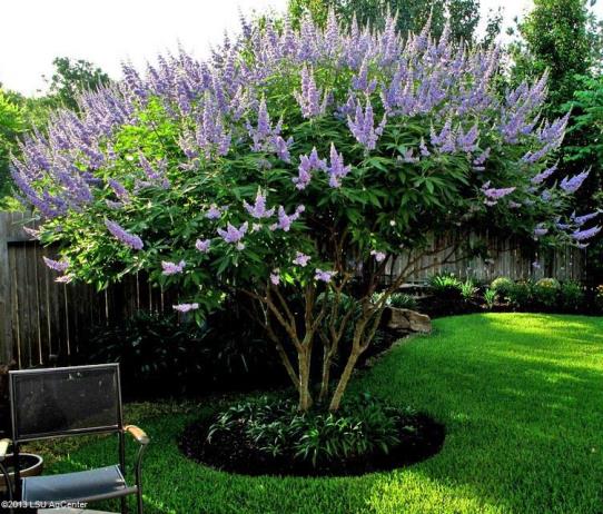 Try These Summer Blooming Trees   Louisiana Blooms