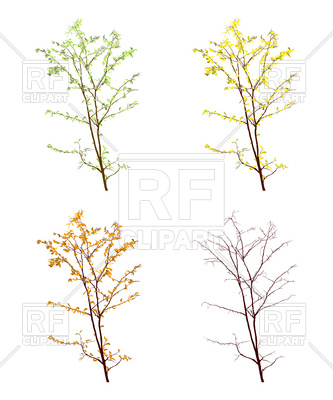 Four Seasons Tree Twig With Leaves 6777 Plants And Animals Download    