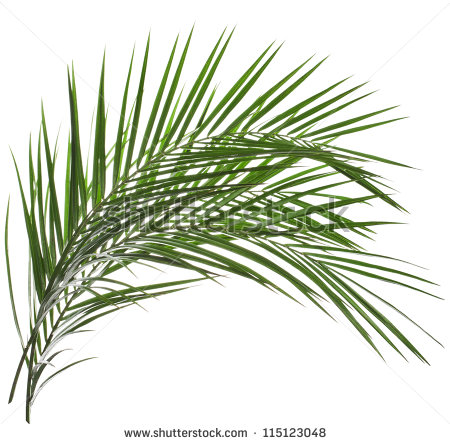 Palm Leaves Isolated On White Stock Photo 115123048   Shutterstock