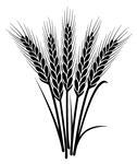 Vector Black And White Bunch Of Wheat Ears With Whole Grain And Leaves    