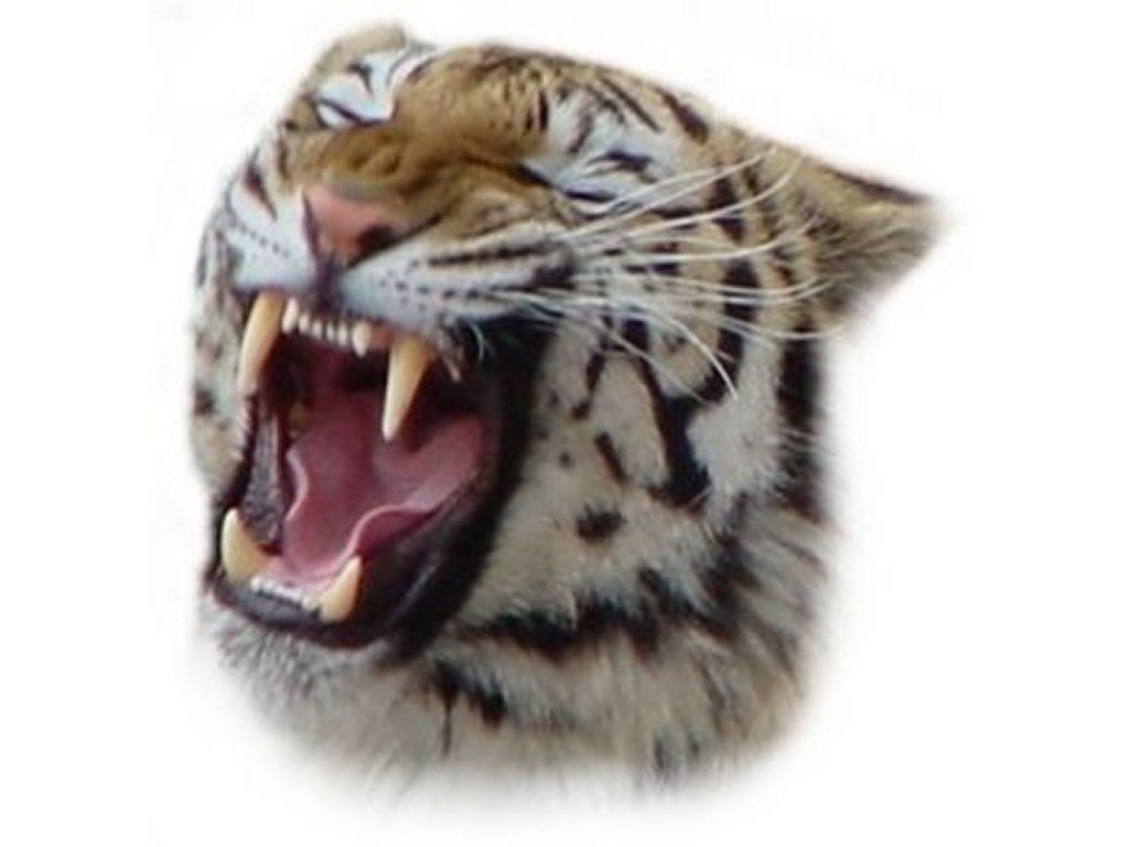 Bengal Tigers Clip Art Pictures   Free Quality Clipart