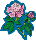 Search Terms Flower Flowers Nature Peonies Peony Search Terms Flower