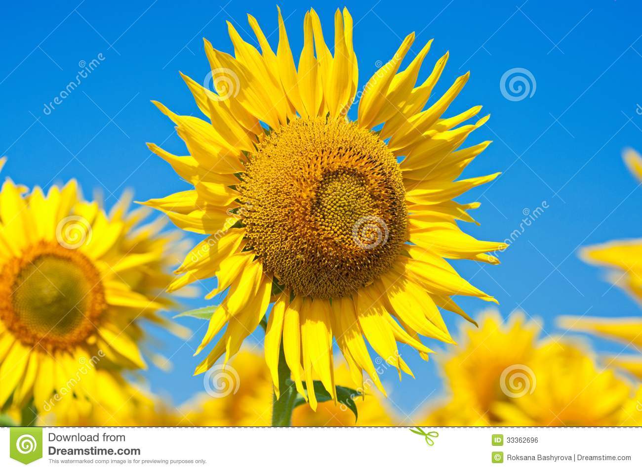 Yellow Sunflowers With Green Leaves Against The Blue Sky Floral