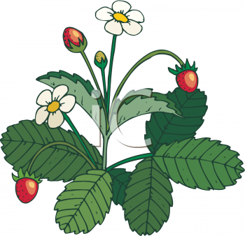 Clipart Picture Of A Strawberry Plant With Ripe Berries On It    