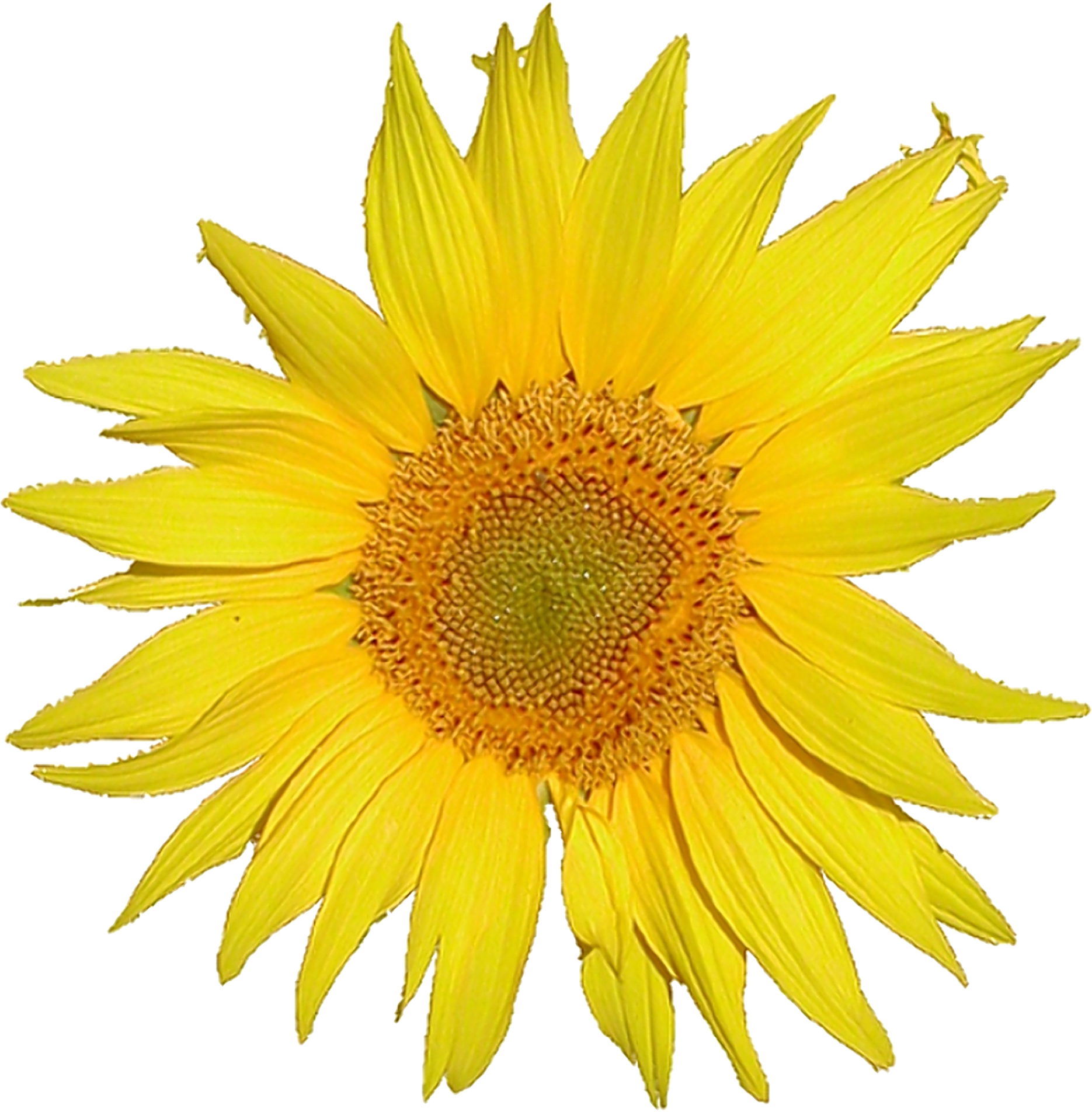 Description Mediawiki Logo Sunflower Tournesol 5x Png