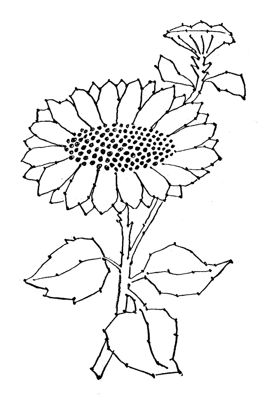 Embroidery Pattern   Sunflower Line Art   The Graphics Fairy