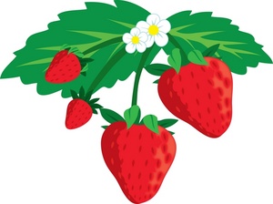 Strawberries Clipart Image  A Bunch Of Strawberries Growing On A Plant