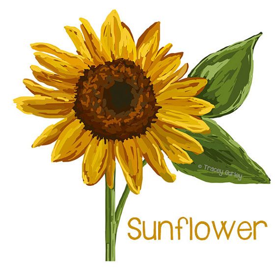 Sunflower Clip Art Sunflower Painting  Sunflower Printable Sunflower