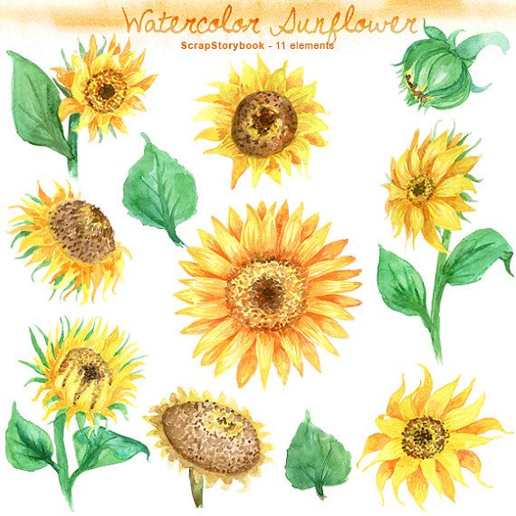 Watercolor Sunflower Set   Digital Printable Clipart   300 Dpi Png T