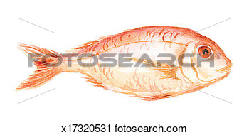 Clipart   Fish Food Indoors Interior Red Snapper  Fotosearch