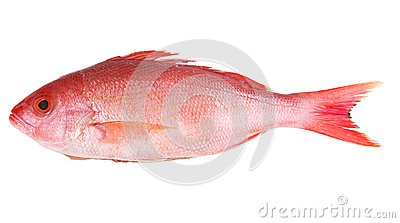 Red Snapper Stock Photography   Image  31000392