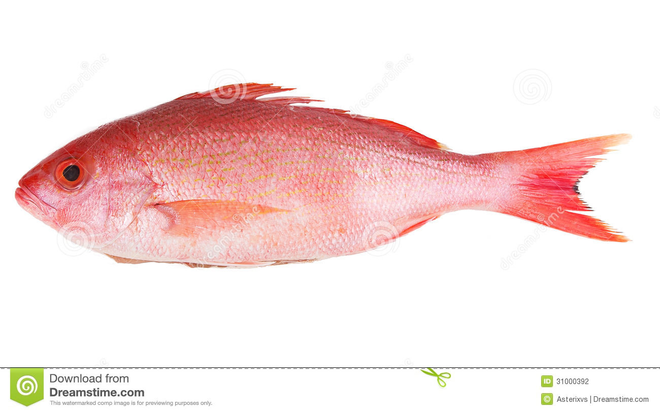 Red Snapper Stock Photography   Image  31000392