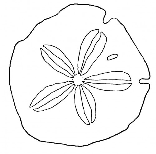 Sand Dollar Drawings   Clipart Best