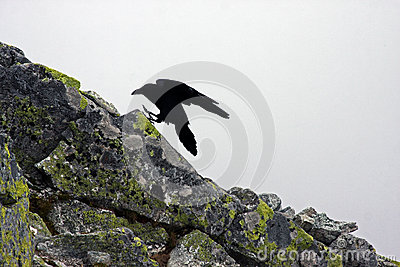Big Crow Landing On A Stone Stock Photo   Image  44795435