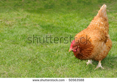 Chicken Scratch Stock Photos Images   Pictures   Shutterstock