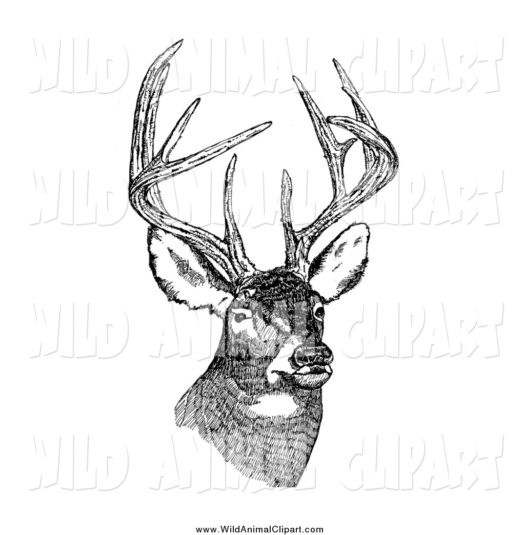 Clip Art Of A Black And White White Tailed Deer With Antlers By Jvpd    