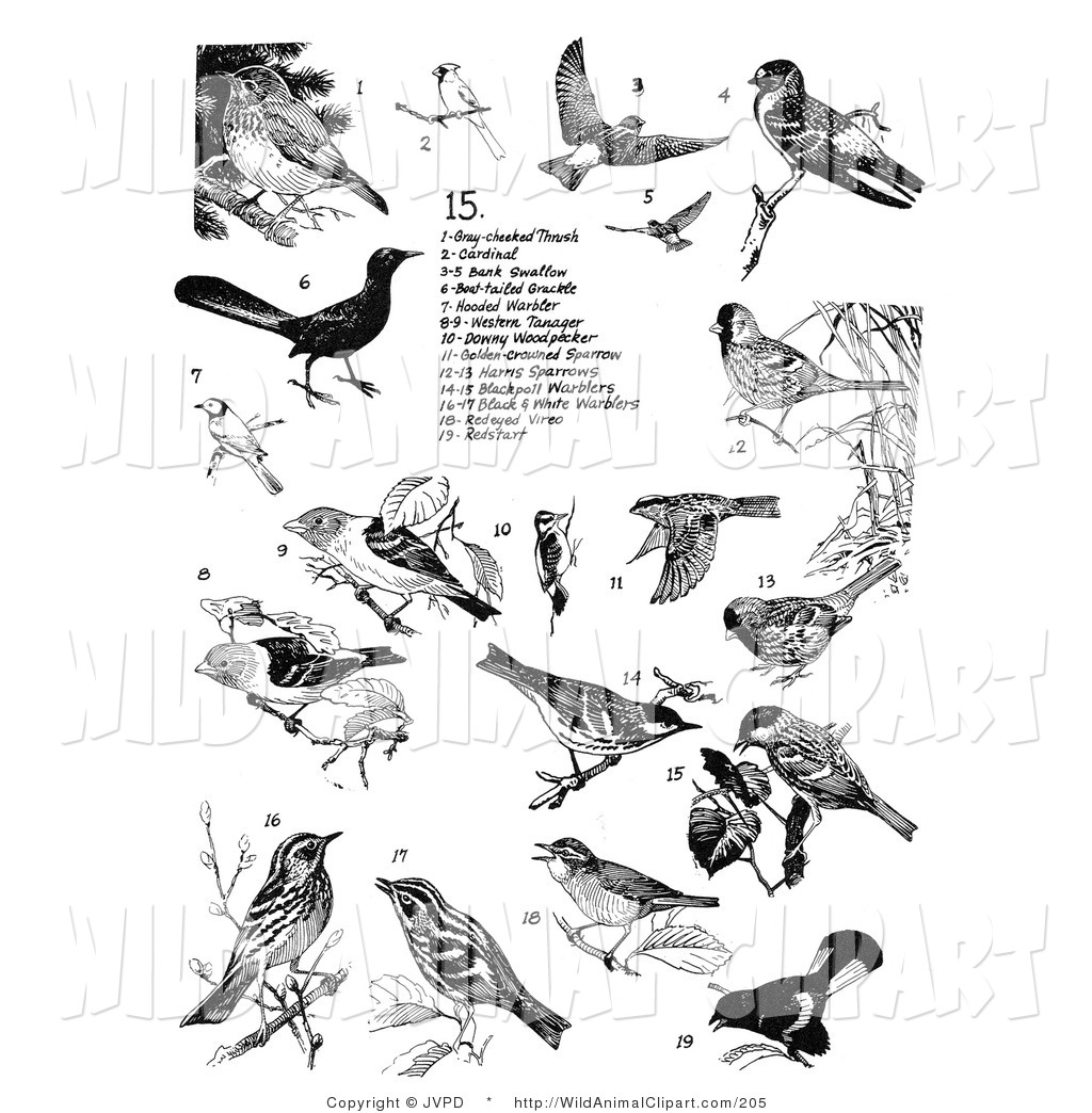 Group Of Black Birds On White Thrushes Cardinals Swallows Warblers