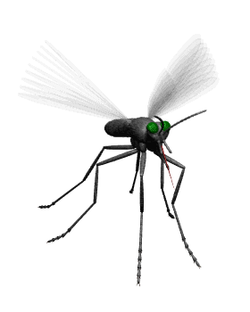 Mosquito Animation Clipart