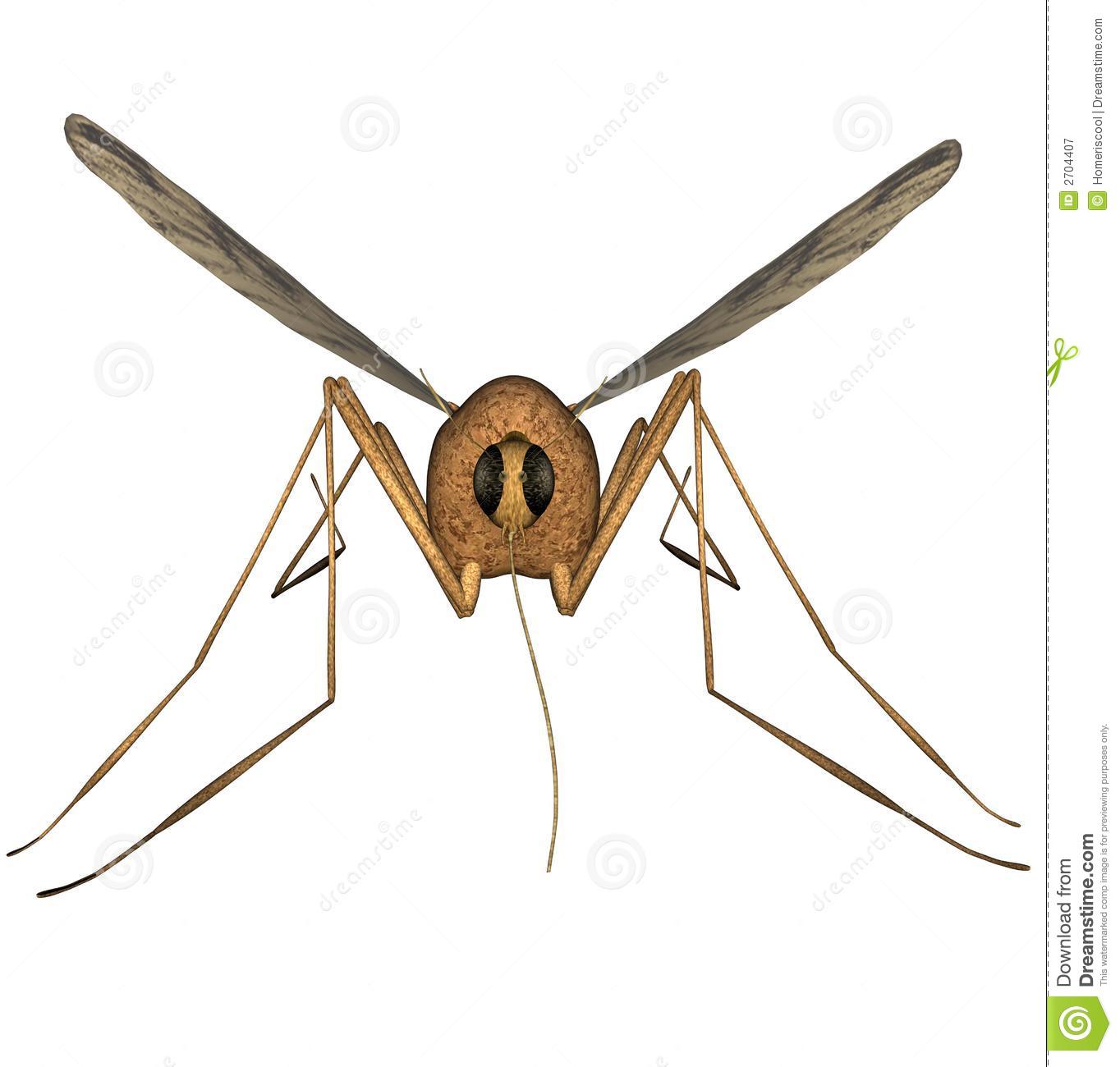Mosquito Royalty Free Stock Photography   Image  2704407