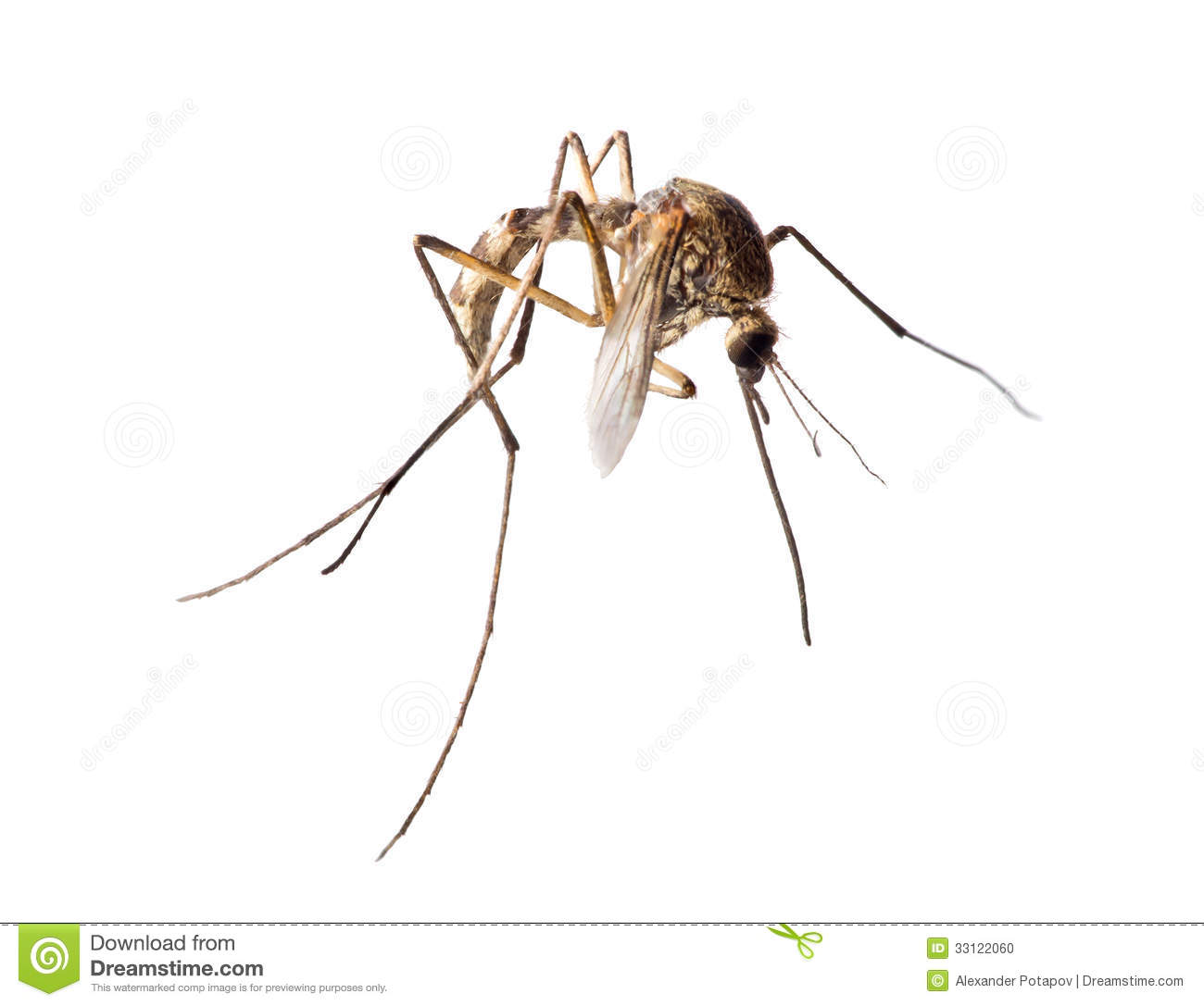 Small Brown Mosquito Isolated On White Stock Photo   Image  33122060