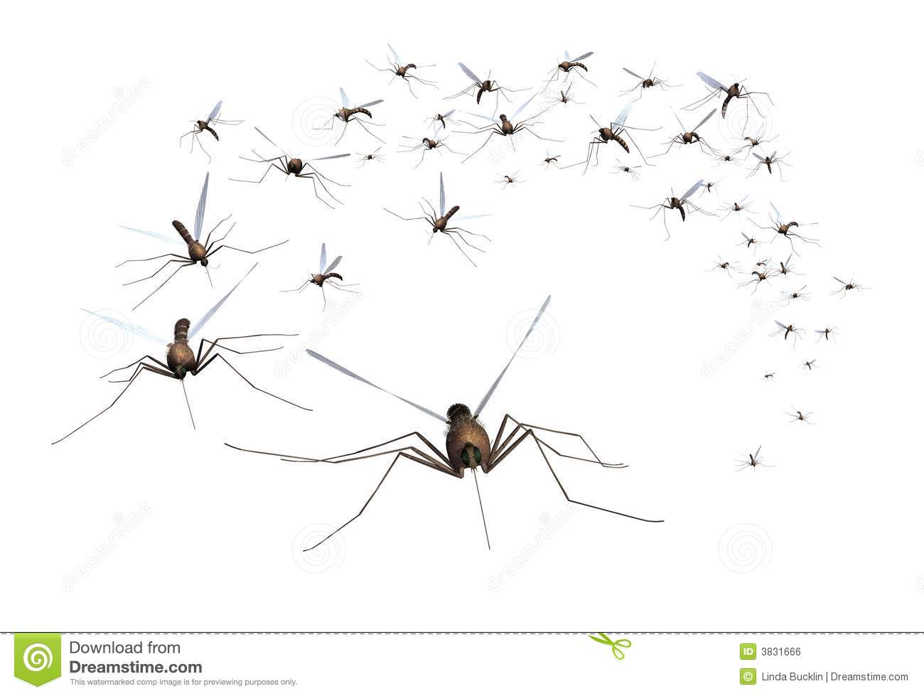 Swarm Of Mosquitos   Grab The Bug Spray  3d Render 