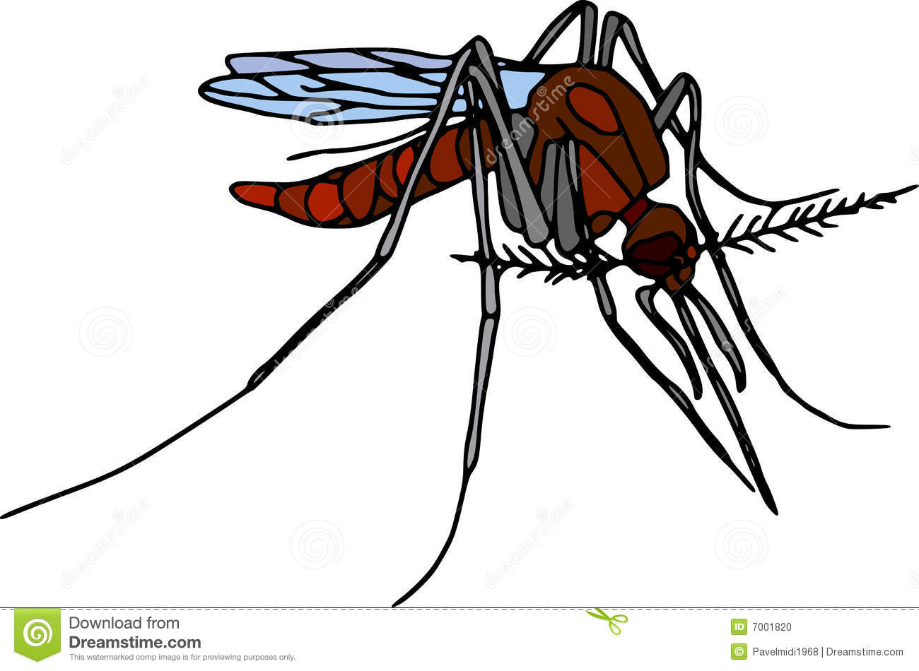 Vector   Colour Mosquito Isolated On White Background 