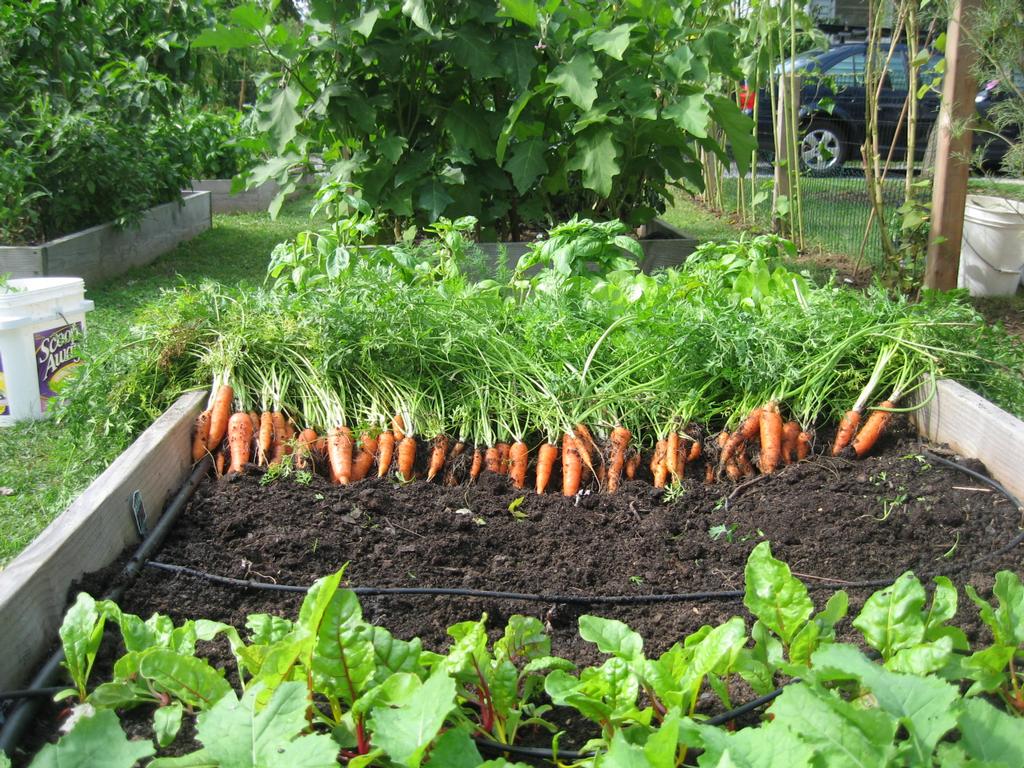 Carrot Harvest From The Front Yard Farmer Llc In Little Silver Nj    