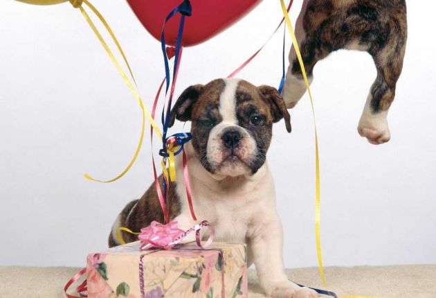 Funny Dog Birthday Dog Birthday Colorful Dog Birthday   Fun Box