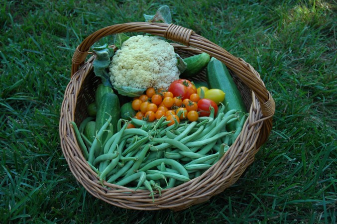 Garden Harvest Basket   Farm Folly