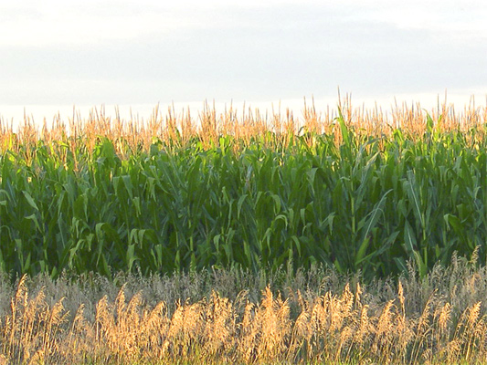 Photo Image  Corn Field Ready For Harvest