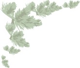 Pine Branch In Pale Green