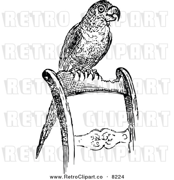 Vector Clipart Of A Retro Black And White Pet Parrot On A Chair By
