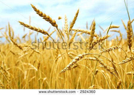 Yellow Grain Ready For Harvest Growing In A Farm Field Stock Photo    