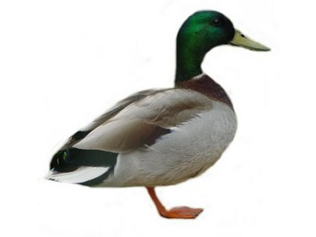 Ducks Clip Art Pictures   Free Quality Clipart